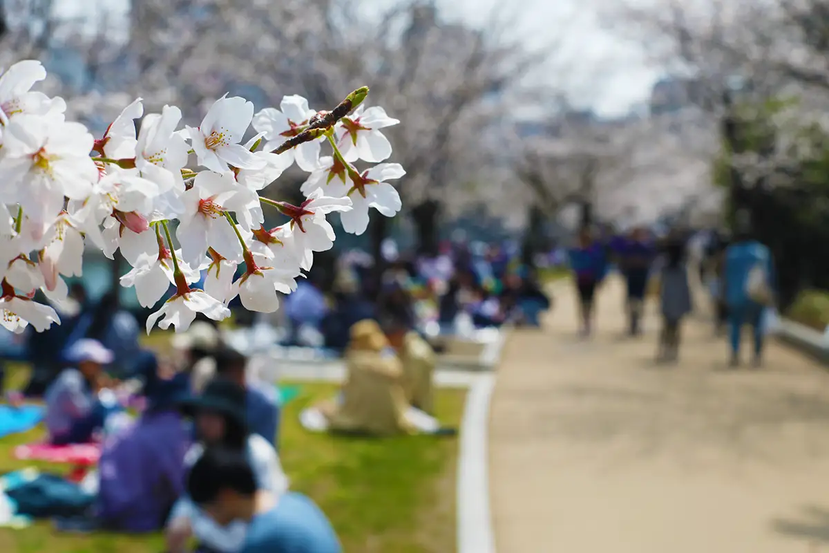 【広島】平和記念公園の桜がピーク間近　原爆ドームと春の共演