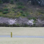 広島・竹原で桜イベント!約1,300本の「バンブーお花見デー」4月5日開催