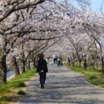 【4月5日】廿日市で桜まつり開催!ヒーローショーやグルメも充実