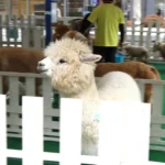 アルパカやポニーと触れ合える！広島駅北口「キッズフェスタ2026」