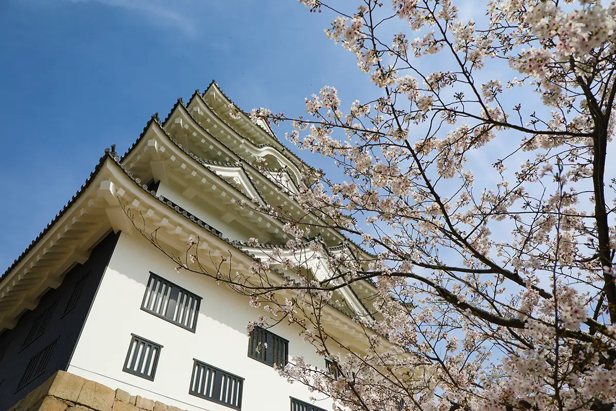 春の夜を幻想的に！福山城桜まつりが3月28日からスタート