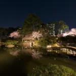 今週末が狙い目　広島・縮景園の夜桜ライトアップ【3/27〜4/5】