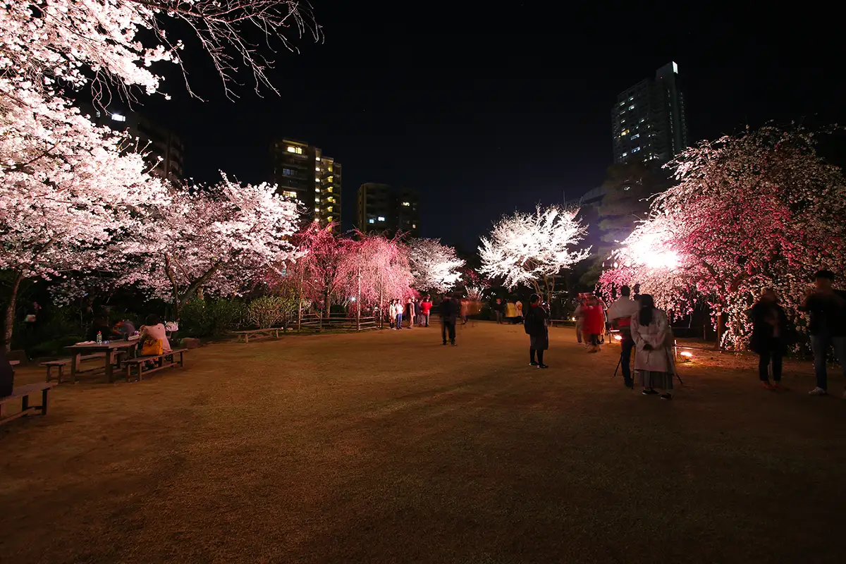 今週末が狙い目　広島・縮景園の夜桜ライトアップ【3/27〜4/5】