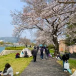 桜の下でジャズと乾杯!広島・本川の川辺が最高の休日スポットに