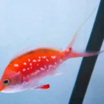 桜の魚「サクラダイ」期間限定展示　広島もとまち水族館で春企画