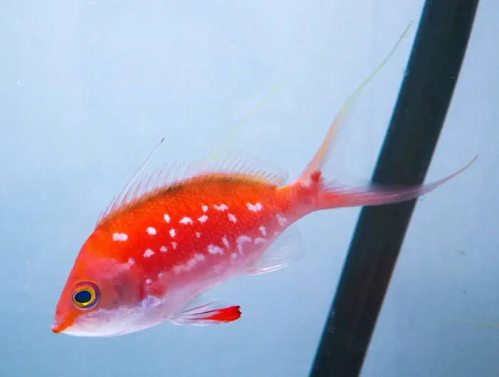 桜の魚「サクラダイ」期間限定展示　広島もとまち水族館で春企画