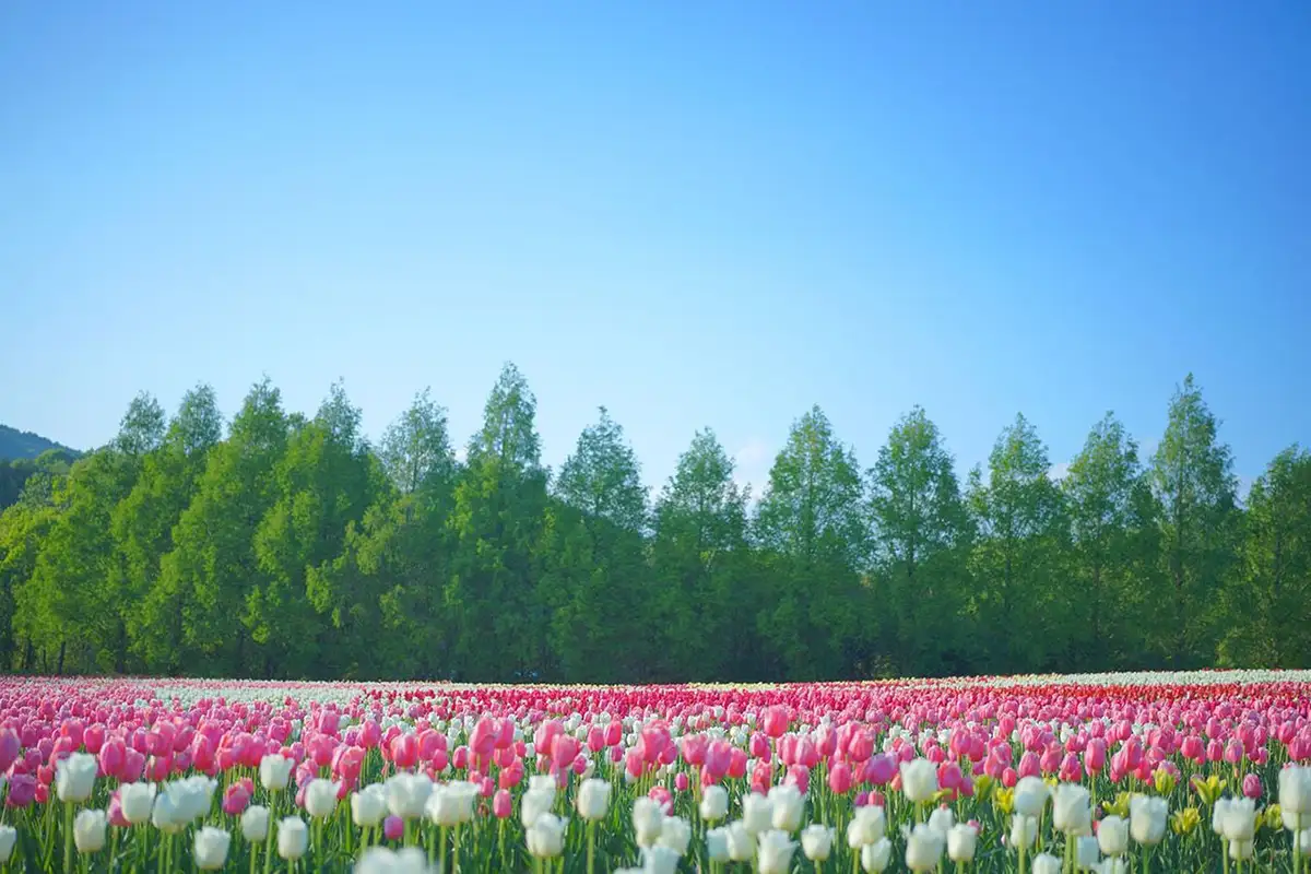 世羅高原で75万本のチューリップと出会う　一泊二日で早朝貸切フォトツーリズム
