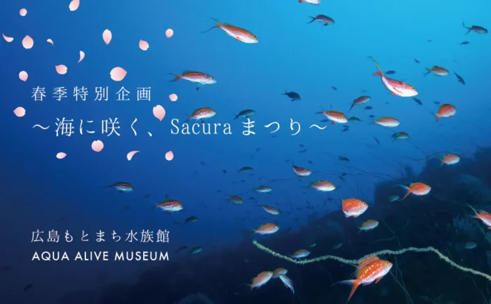 桜の魚「サクラダイ」期間限定展示　広島もとまち水族館で春企画