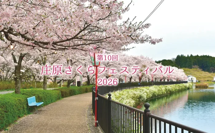 オープンバスで桜トンネルへ！庄原さくらフェス2026の楽しみ方