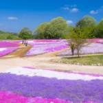 一面花のじゅうたんに！3/28から広島・世羅町で「芝桜とネモフィラの丘」開園