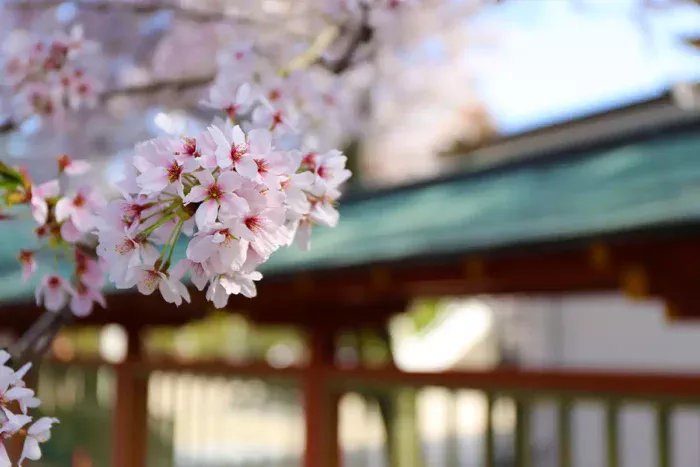 尾道・生口島の耕三寺で春恒例「桜まつり」2026年3月28日開幕！