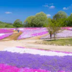 一面花のじゅうたんに！3/28から広島・世羅町で「芝桜とネモフィラの丘」開園