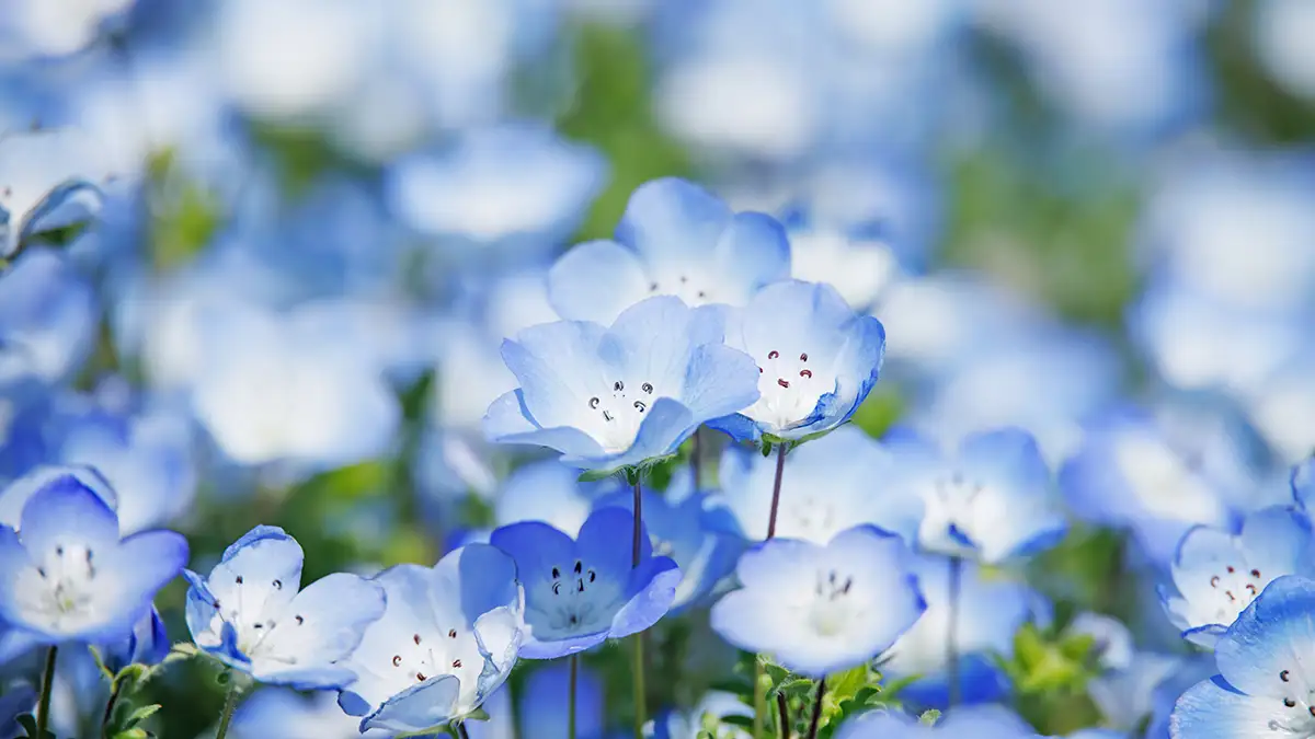 広島植物公園、約6,000株のネモフィラで青い絶景！GW限定イベントも