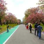 65品種207本の八重桜を観賞、広島・造幣局で「花のまわりみち」開幕　