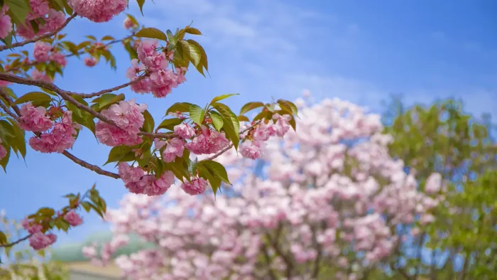 65品種207本の八重桜を観賞、広島・造幣局で「花のまわりみち」開幕　