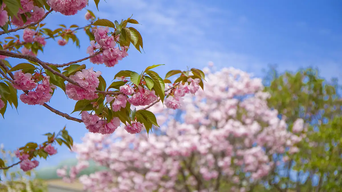 65品種207本の八重桜を観賞、広島・造幣局で「花のまわりみち」開幕　