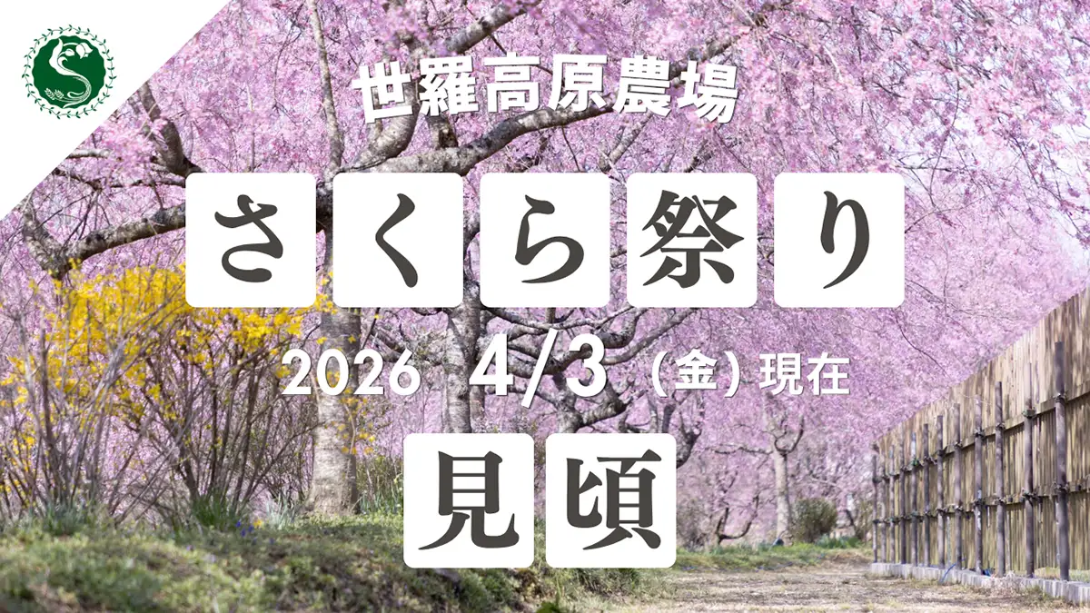 見頃を迎えた世羅高原さくら祭り、桜×菜の花の絶景　4月5日限定夜桜も