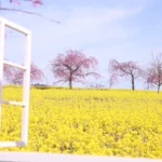 おりづるタワーで体験！瀬戸内発スキンケア「La Seto」ポップアップ