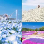 イチオシ：今が見頃！芝桜×ネモフィラが織りなす春の絶景、世羅の花の丘