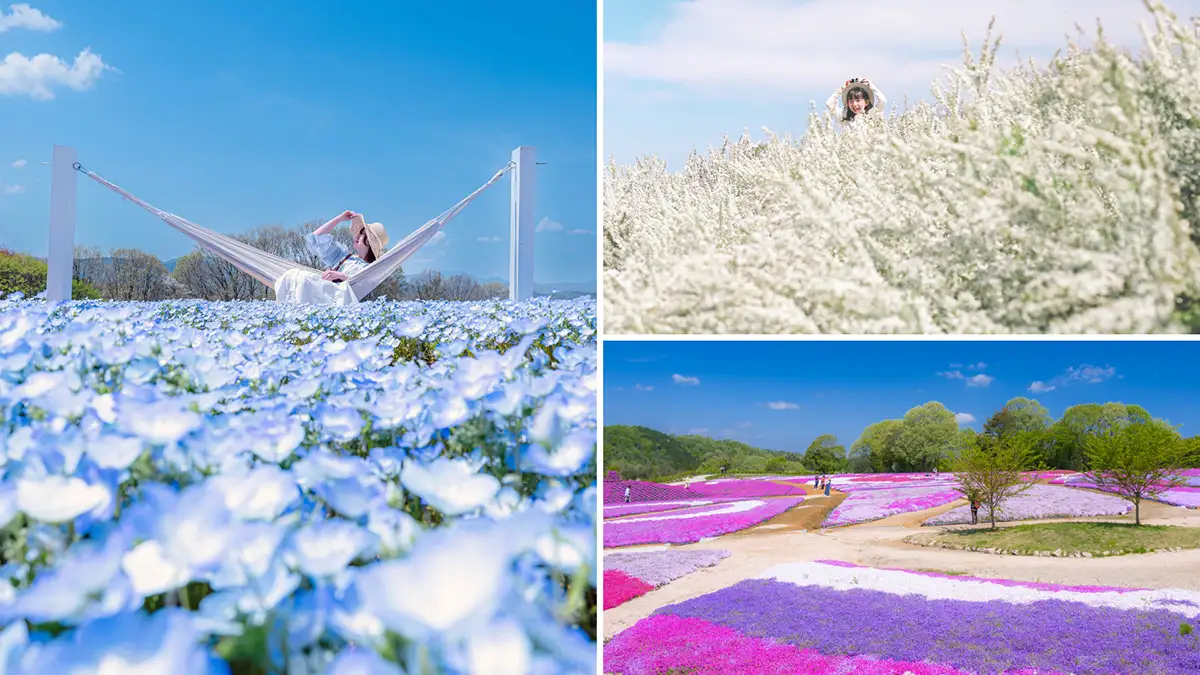 今が見頃！芝桜×ネモフィラが織りなす春の絶景、世羅の花の丘
