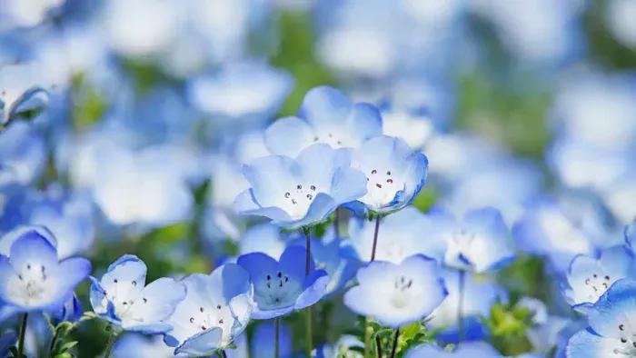 広島植物公園、約6,000株のネモフィラで青い絶景！GW限定イベントも